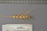 Click for 1 image(s) for this accession. Spike
